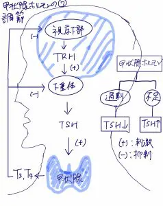 甲状腺の解剖生理とその機能 | 森上内科糖尿病クリニック